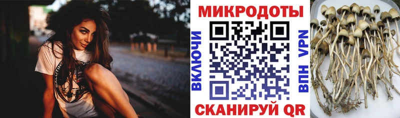 Галлюциногенные грибы Cubensis продажа наркотиков Апрелевка